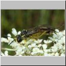 Tenthredo notha - Blattwespe m05.jpg